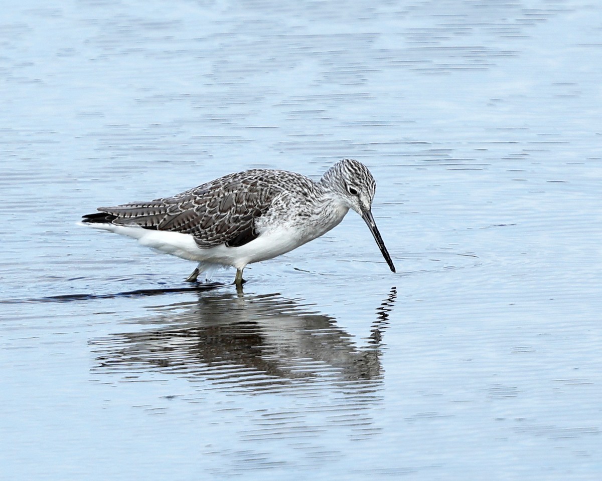 Common Greenshank - ML642848568