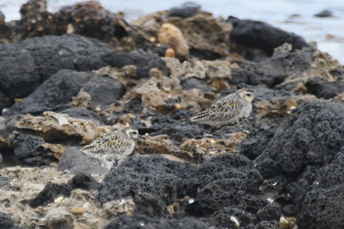 Pacific Golden-Plover - ML642848569