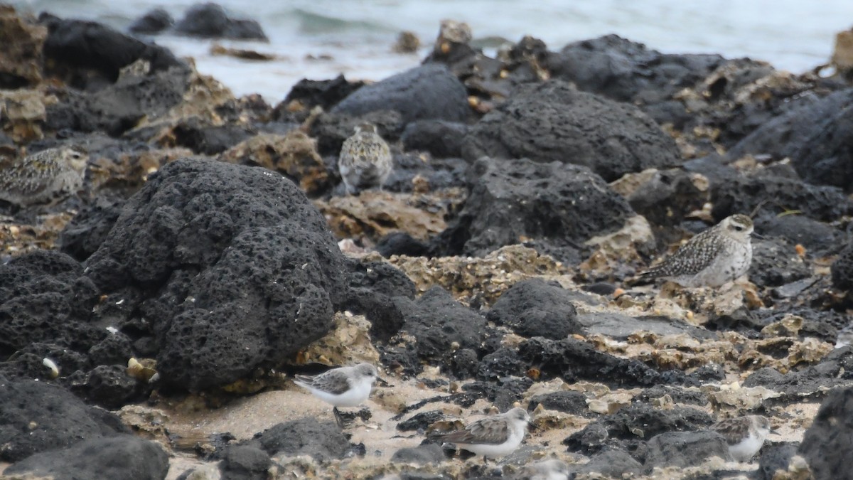 Pacific Golden-Plover - ML642848571