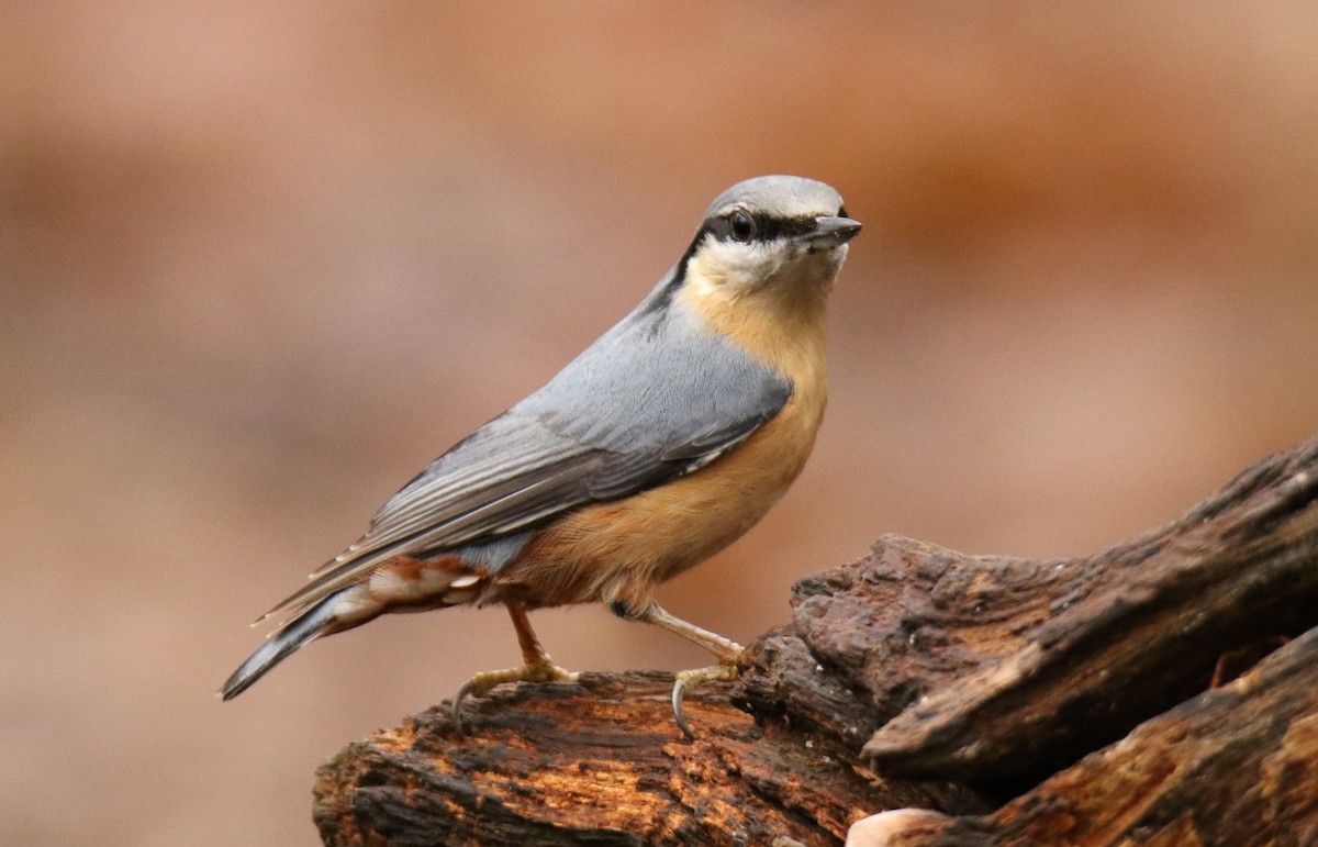 Eurasian Nuthatch - ML642848574