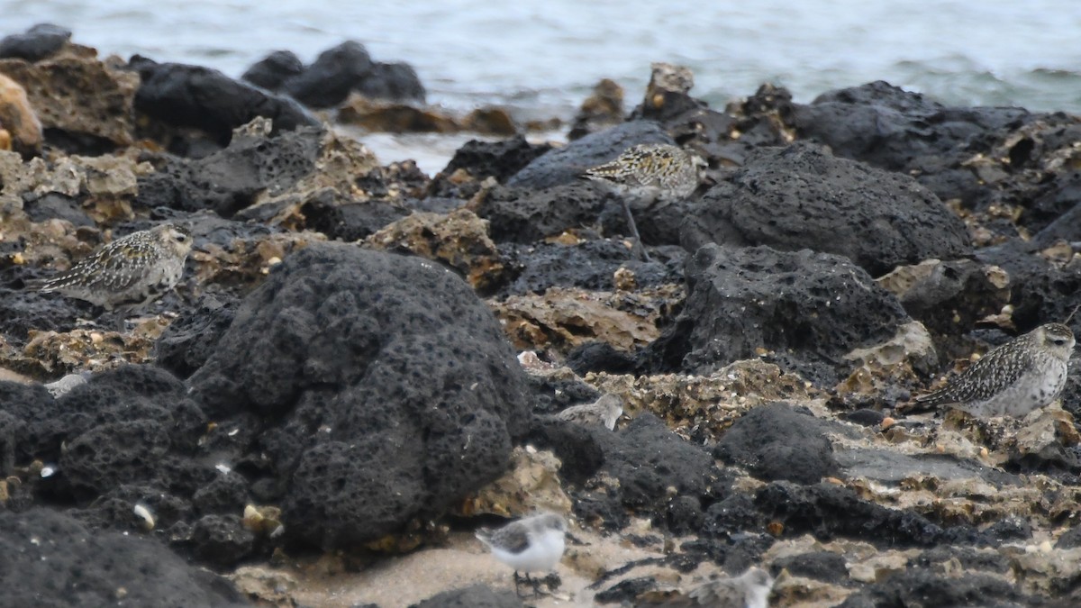 Pacific Golden-Plover - ML642848575