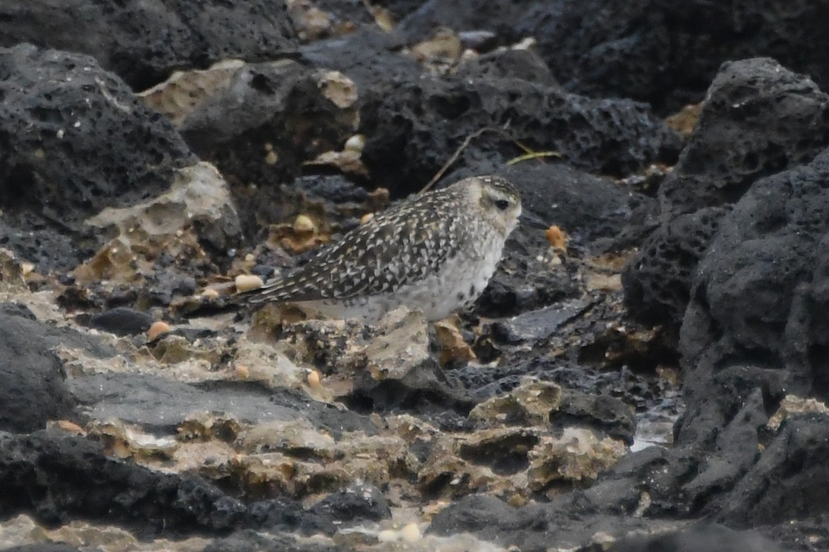 Pacific Golden-Plover - ML642848578