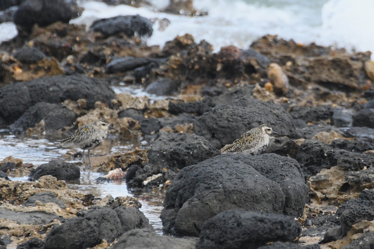 Pacific Golden-Plover - ML642848579