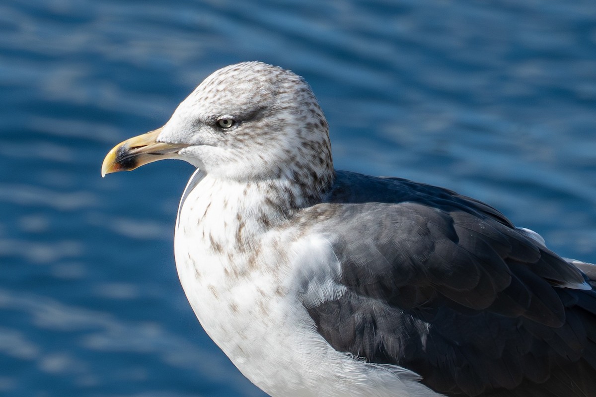 Lesser Black-backed Gull - ML642848580