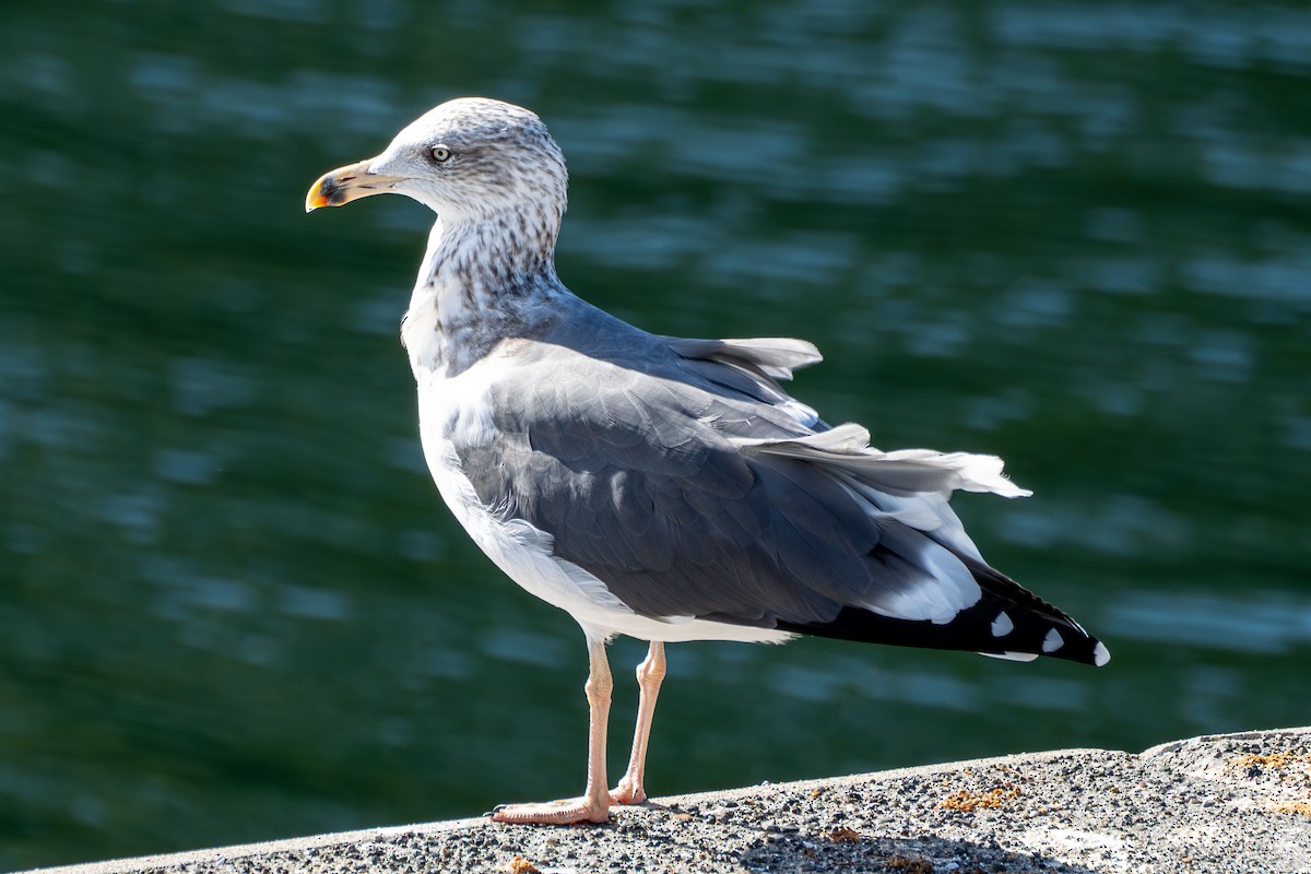 Lesser Black-backed Gull - ML642848581