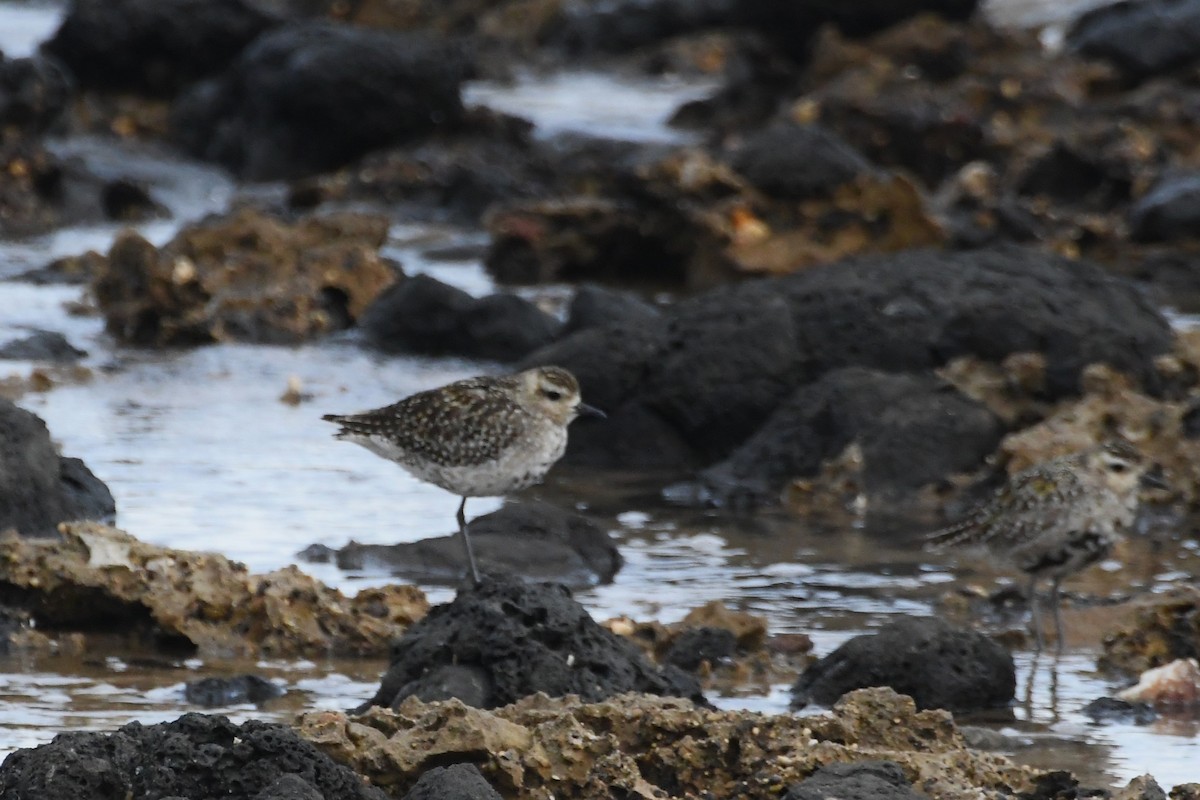 Pacific Golden-Plover - ML642848582