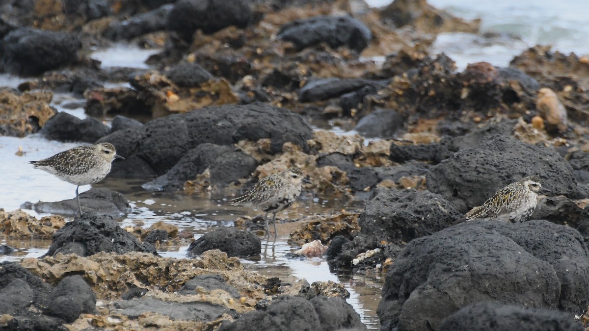 Pacific Golden-Plover - ML642848583