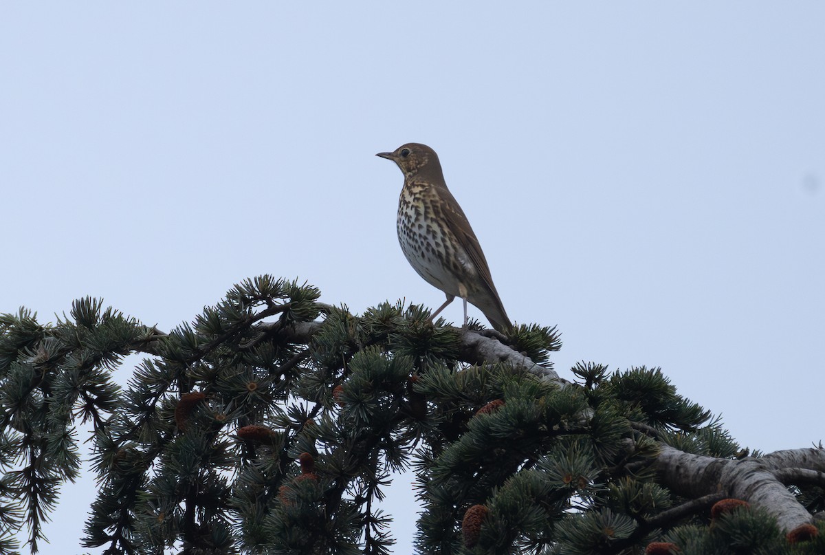 Song Thrush - ML642848584