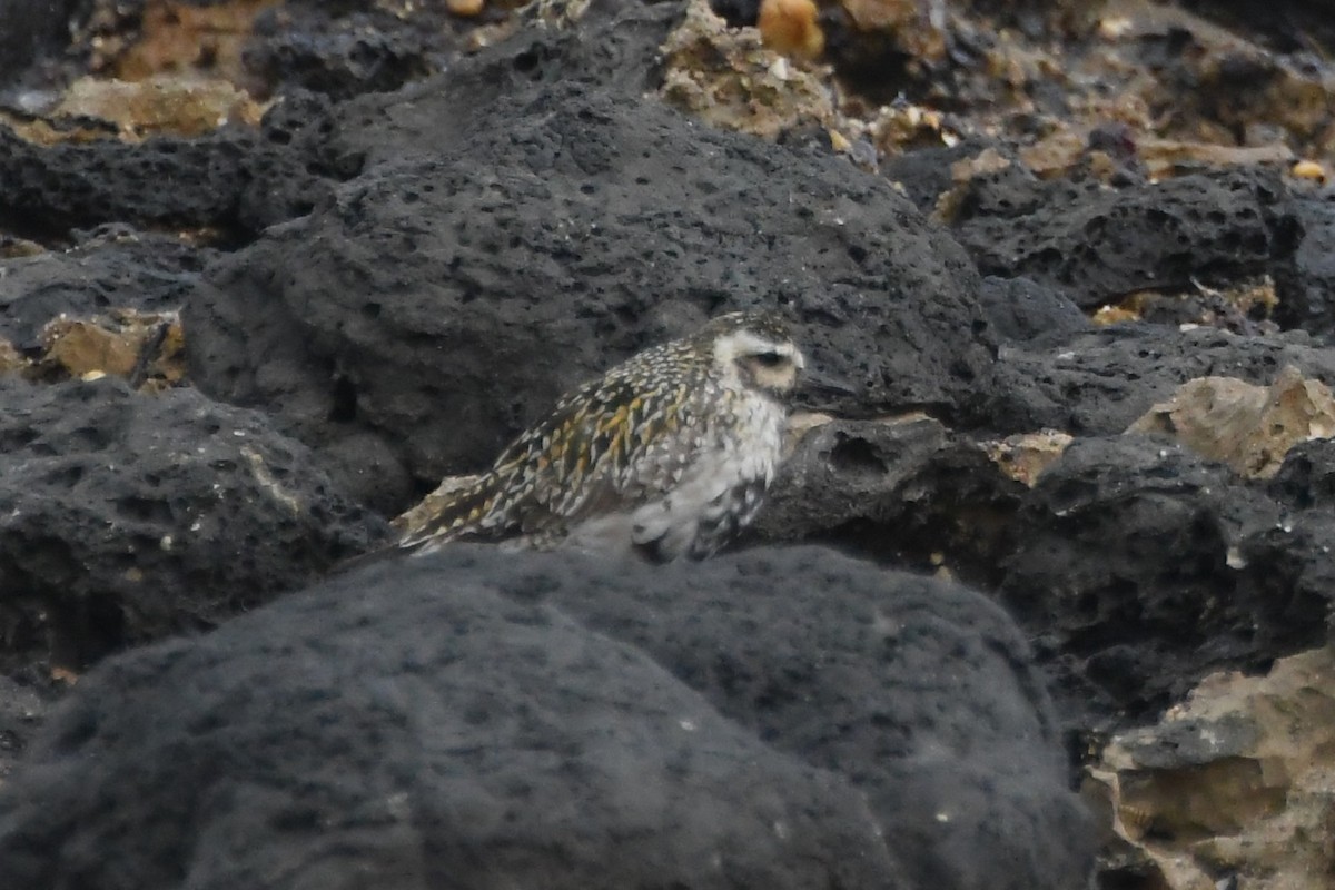 Pacific Golden-Plover - ML642848585