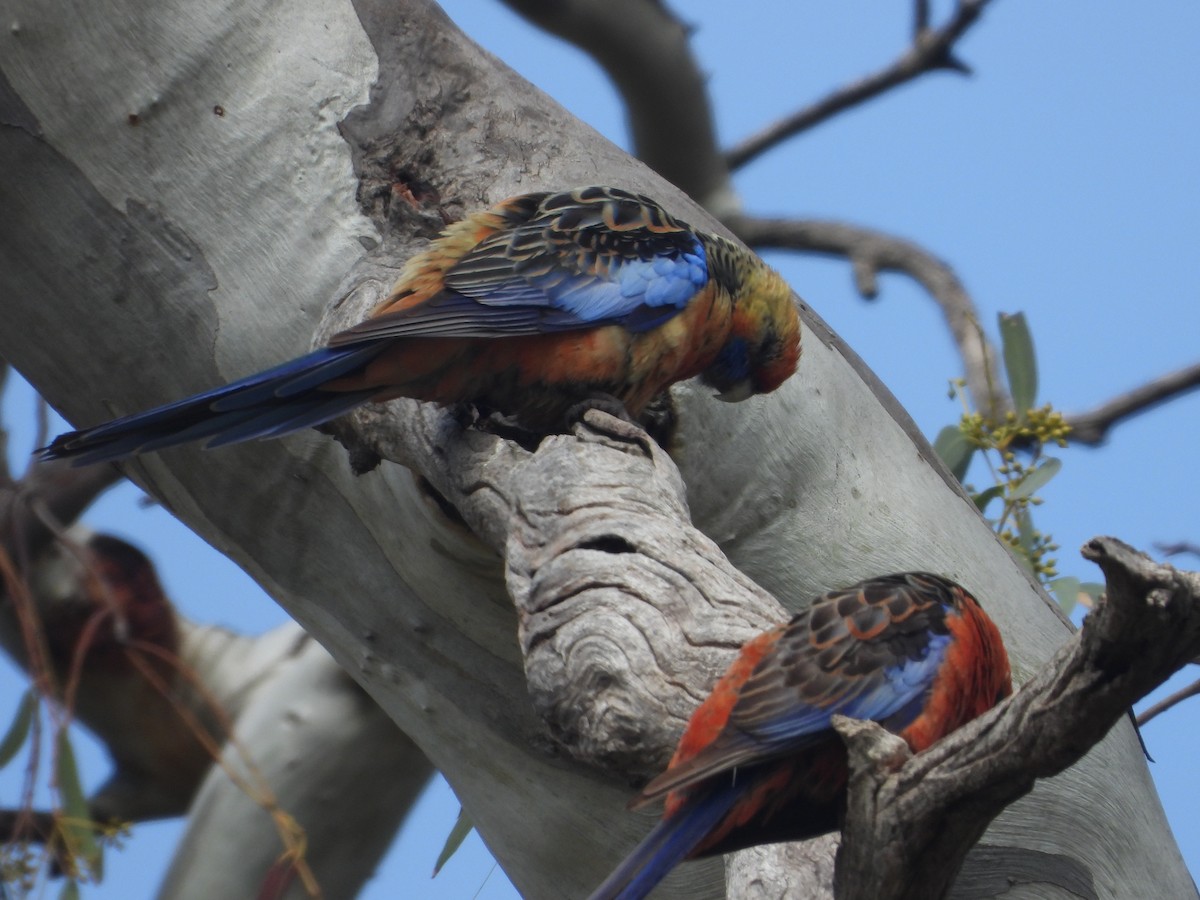Crimson Rosella - ML642848587