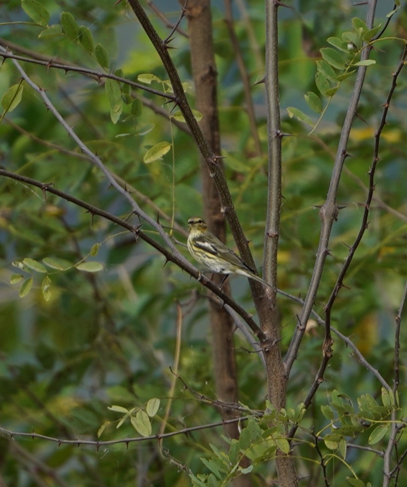 Cape May Warbler - ML642848594