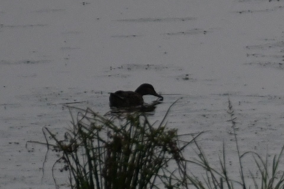 Green-winged Teal - ML642848623