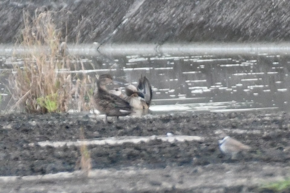Green-winged Teal - ML642848624