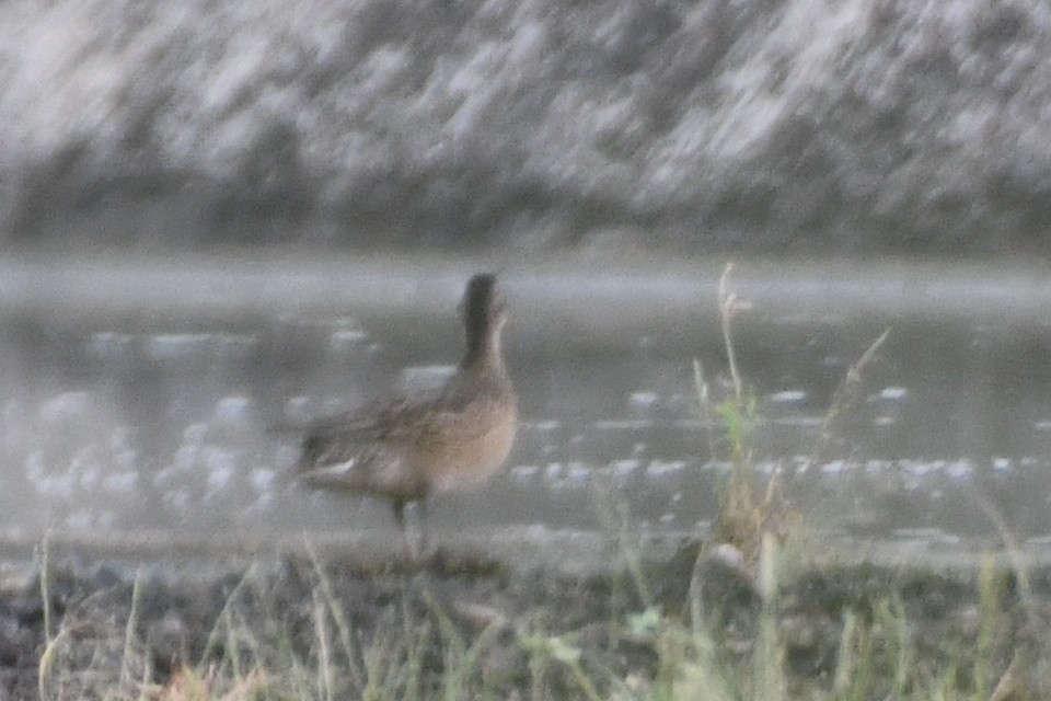 Green-winged Teal - ML642848625