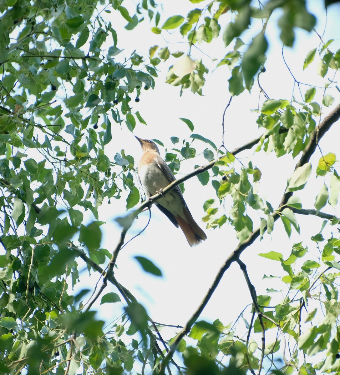 Red-throated Thrush - ML642848626
