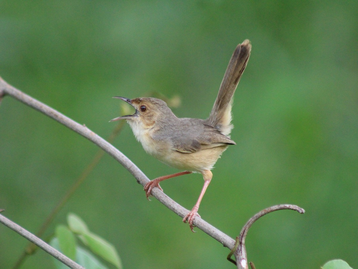 Red-faced Cisticola - ML642848627