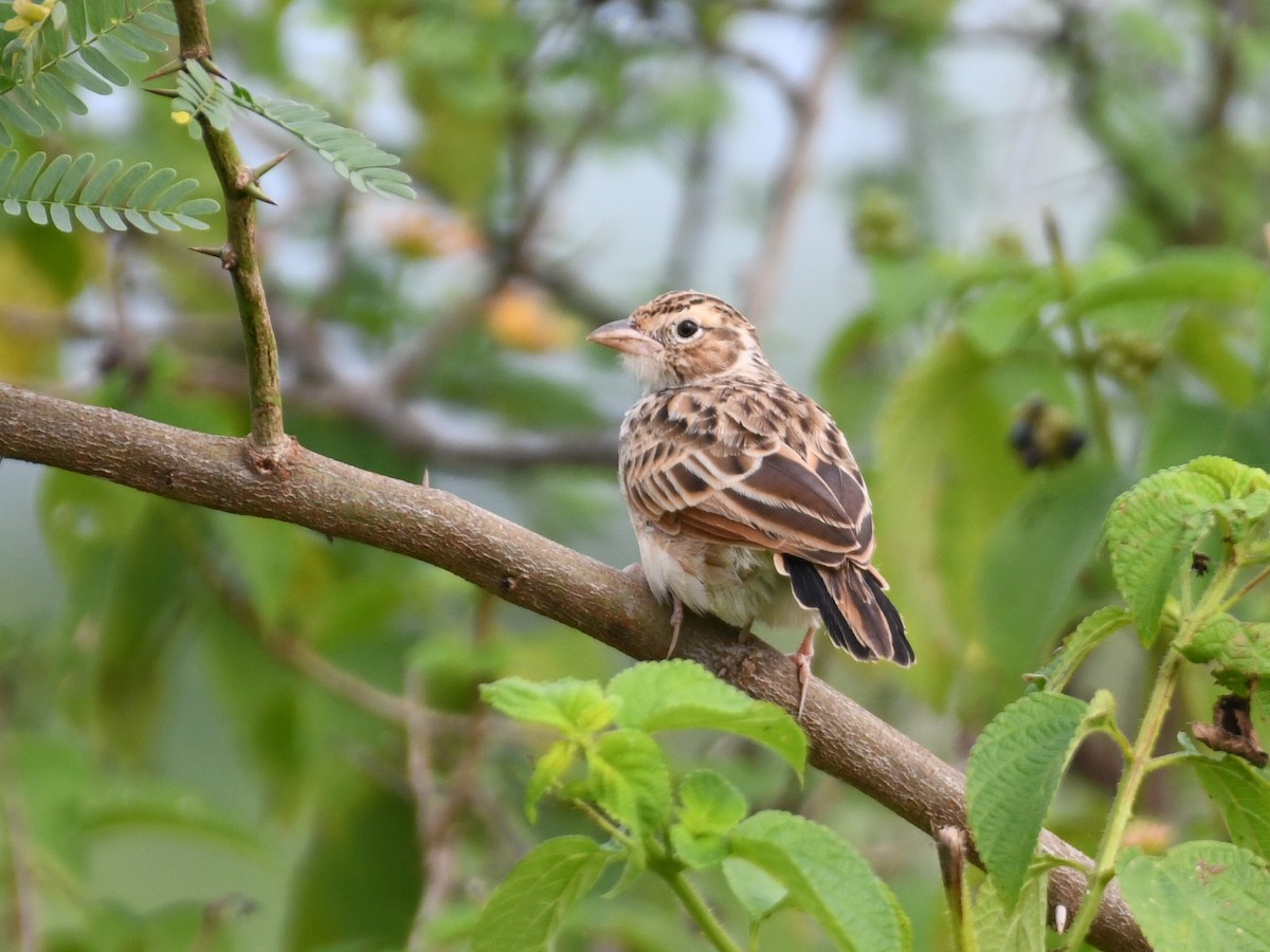 Indian Bushlark - ML642848628