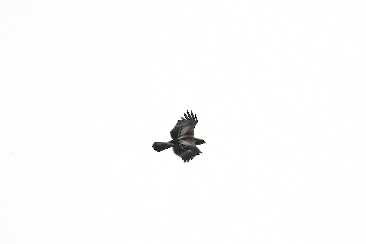 Aquila minore - ML642848629