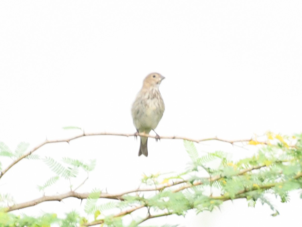 Common Rosefinch - ML642848633