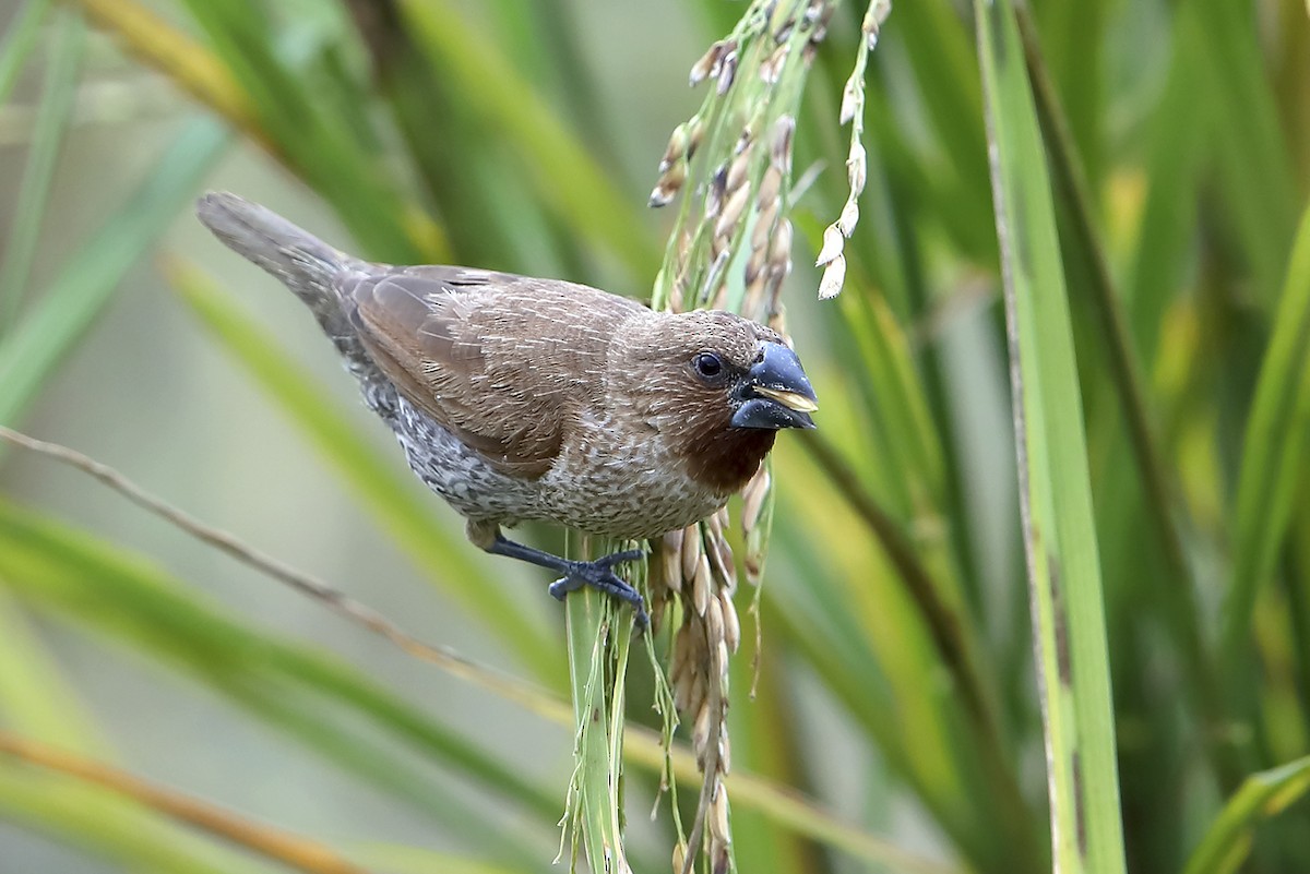 Scaly-breasted Munia - ML642848634