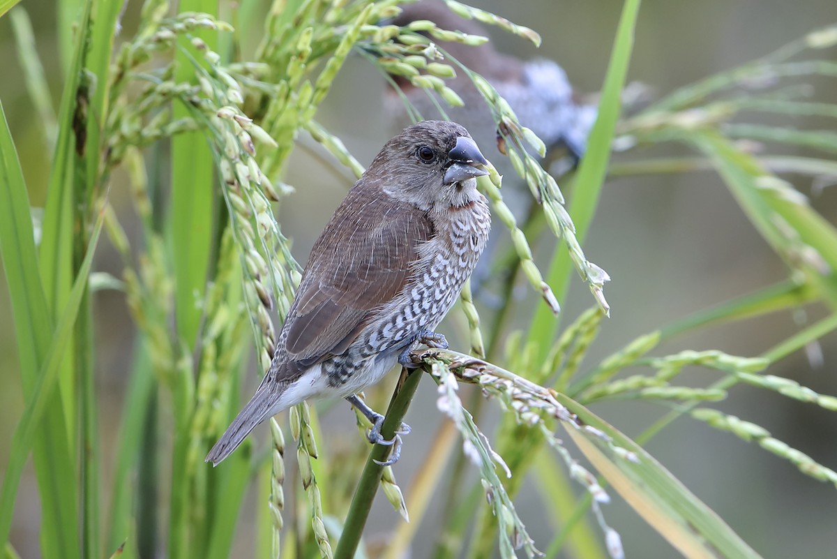 Scaly-breasted Munia - ML642848635