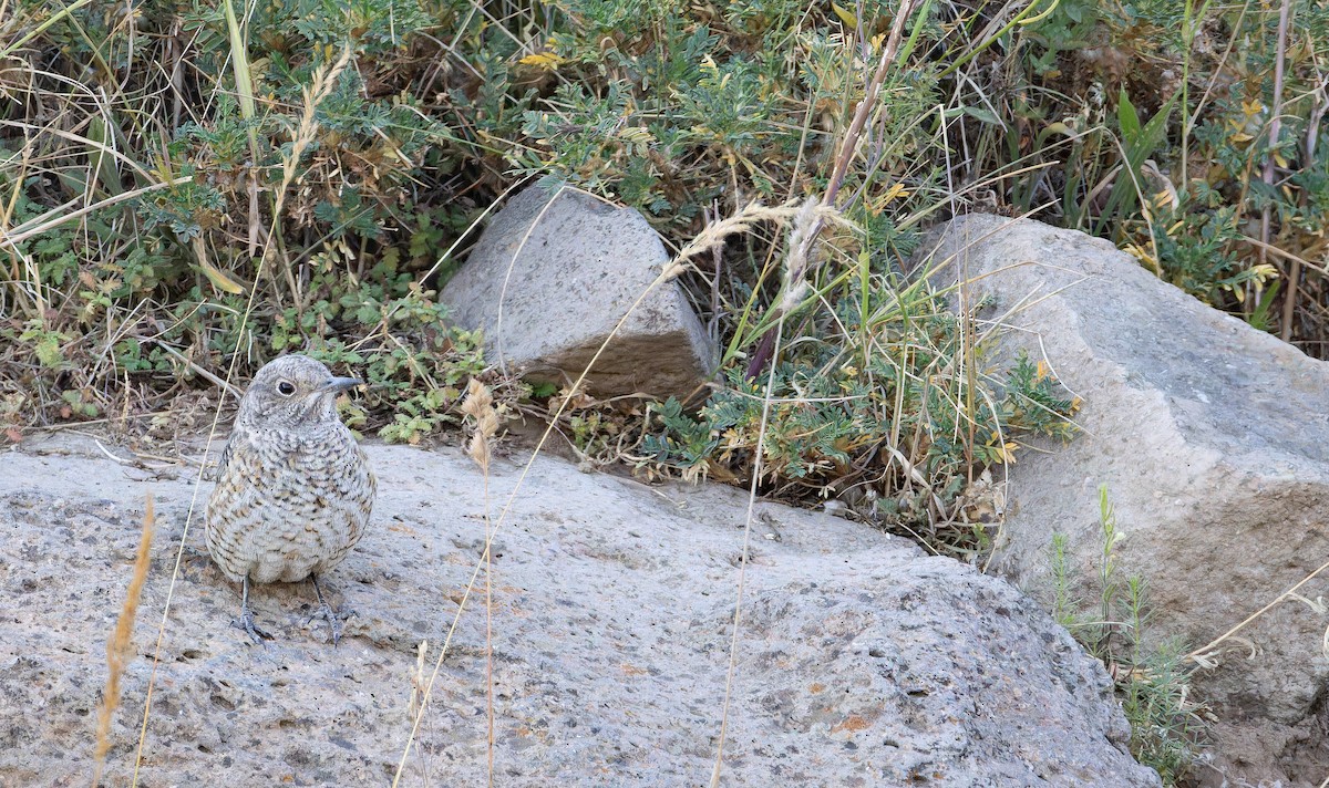 Rufous-tailed Rock-Thrush - ML642848636