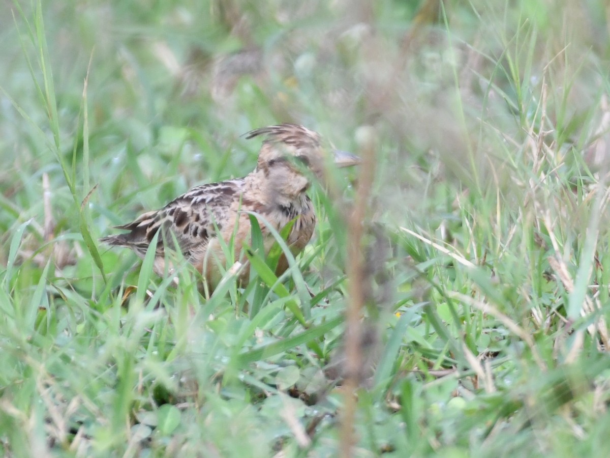 Tawny Lark - ML642848638