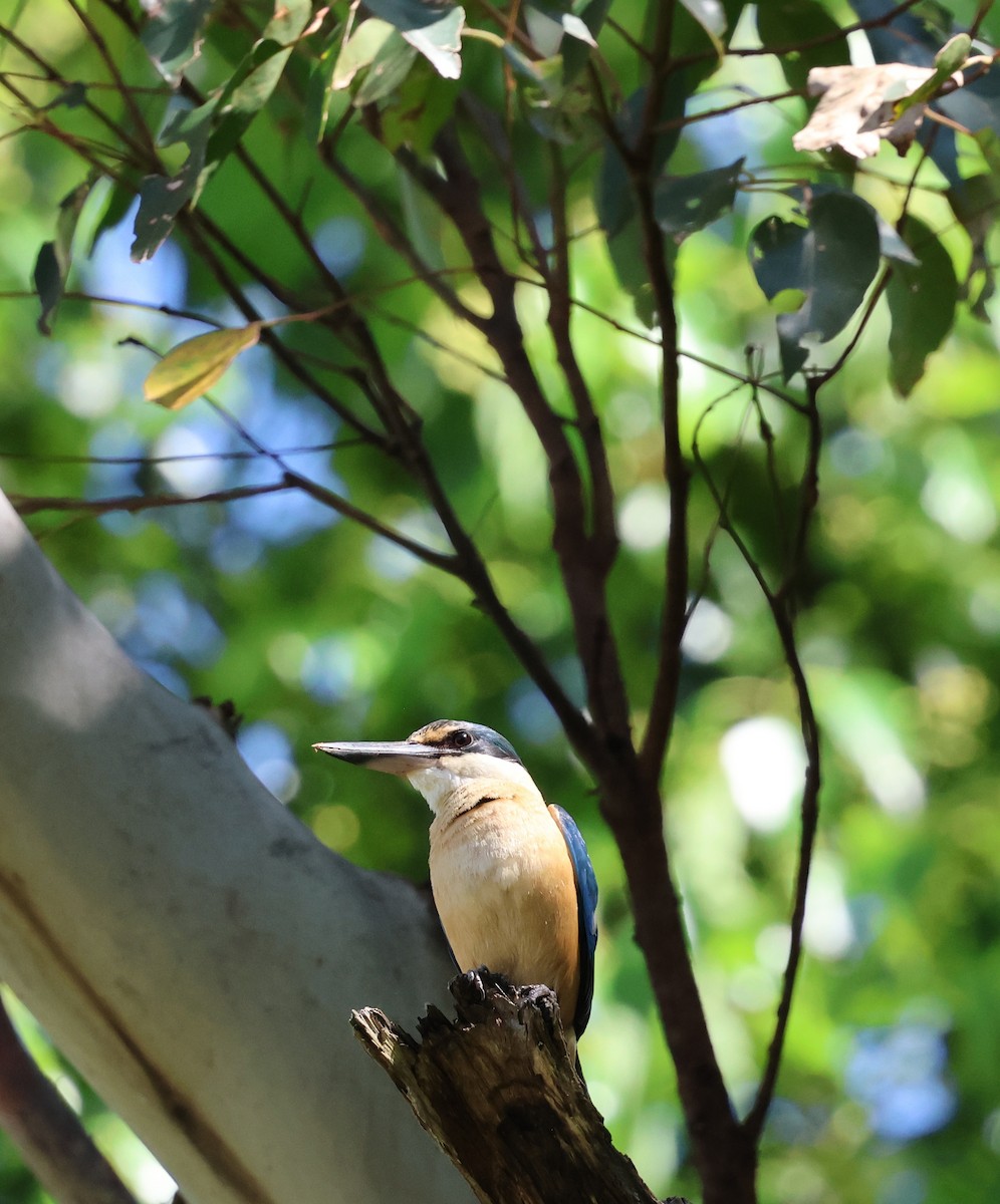 Sacred Kingfisher - ML642848643