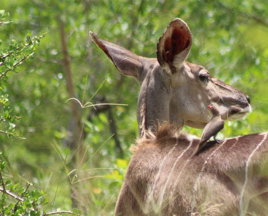 Red-billed Oxpecker - ML642848644
