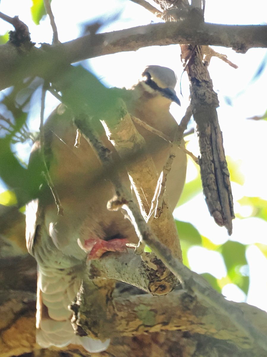 Common Bronzewing - ML642848645