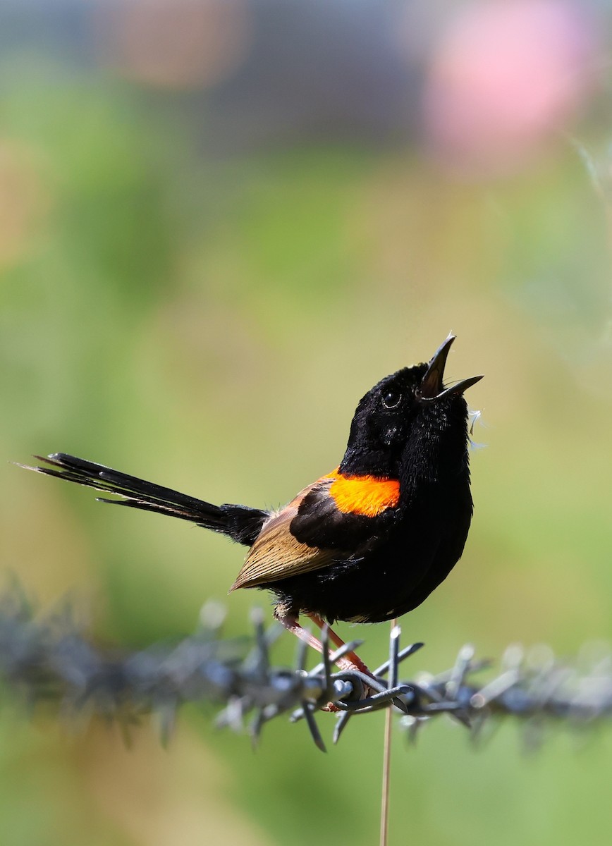 Red-backed Fairywren - ML642848648