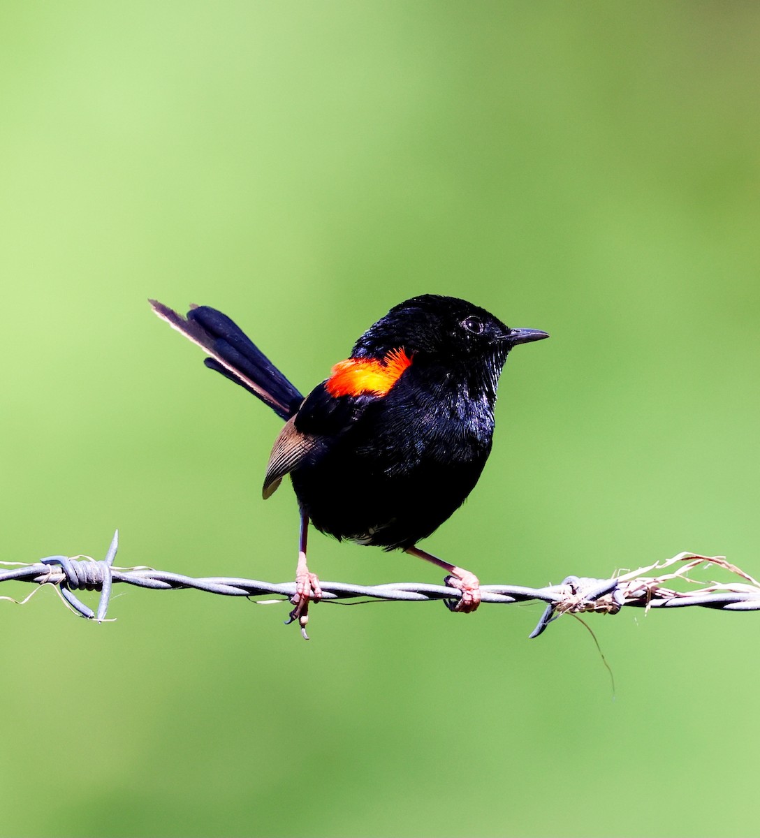 Red-backed Fairywren - ML642848649