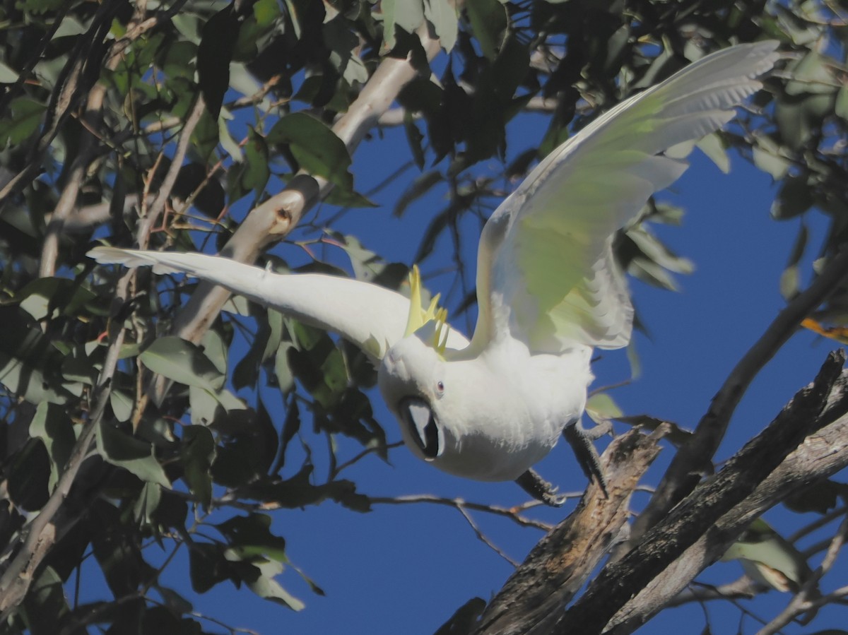 葵花鳳頭鸚鵡 - ML642848650