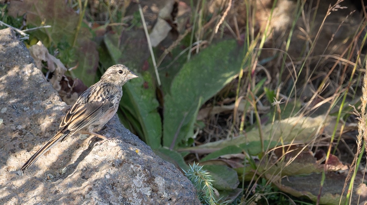 Rock Bunting - ML642848651