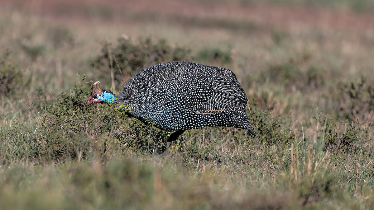 普通珠雞 - ML642848652