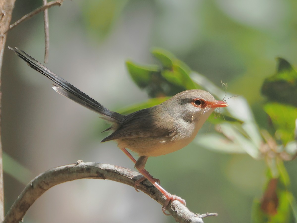 Variegated Fairywren - ML642848654