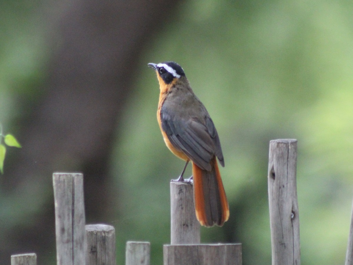White-browed Robin-Chat - ML642848656