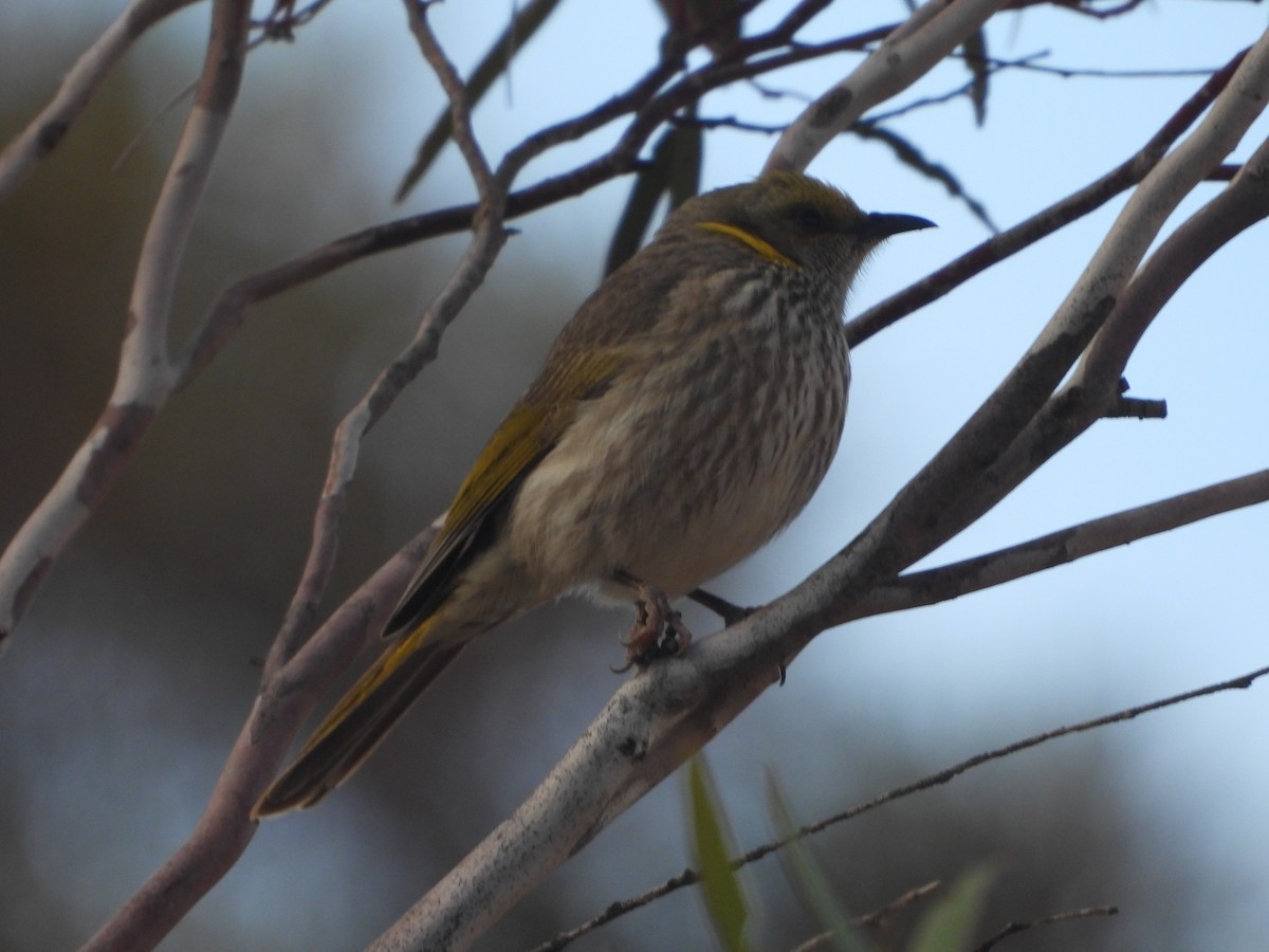 Yellow-plumed Honeyeater - ML642848657