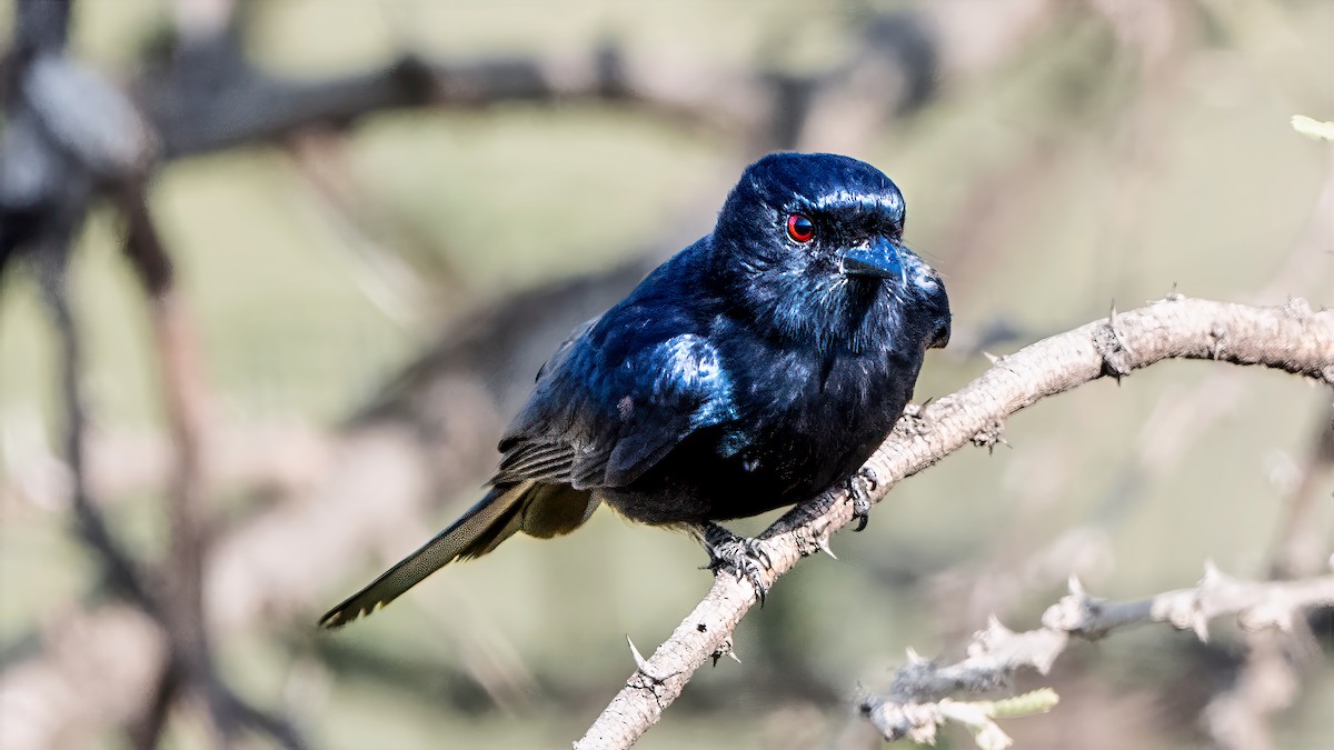 Fork-tailed Drongo - ML642848659