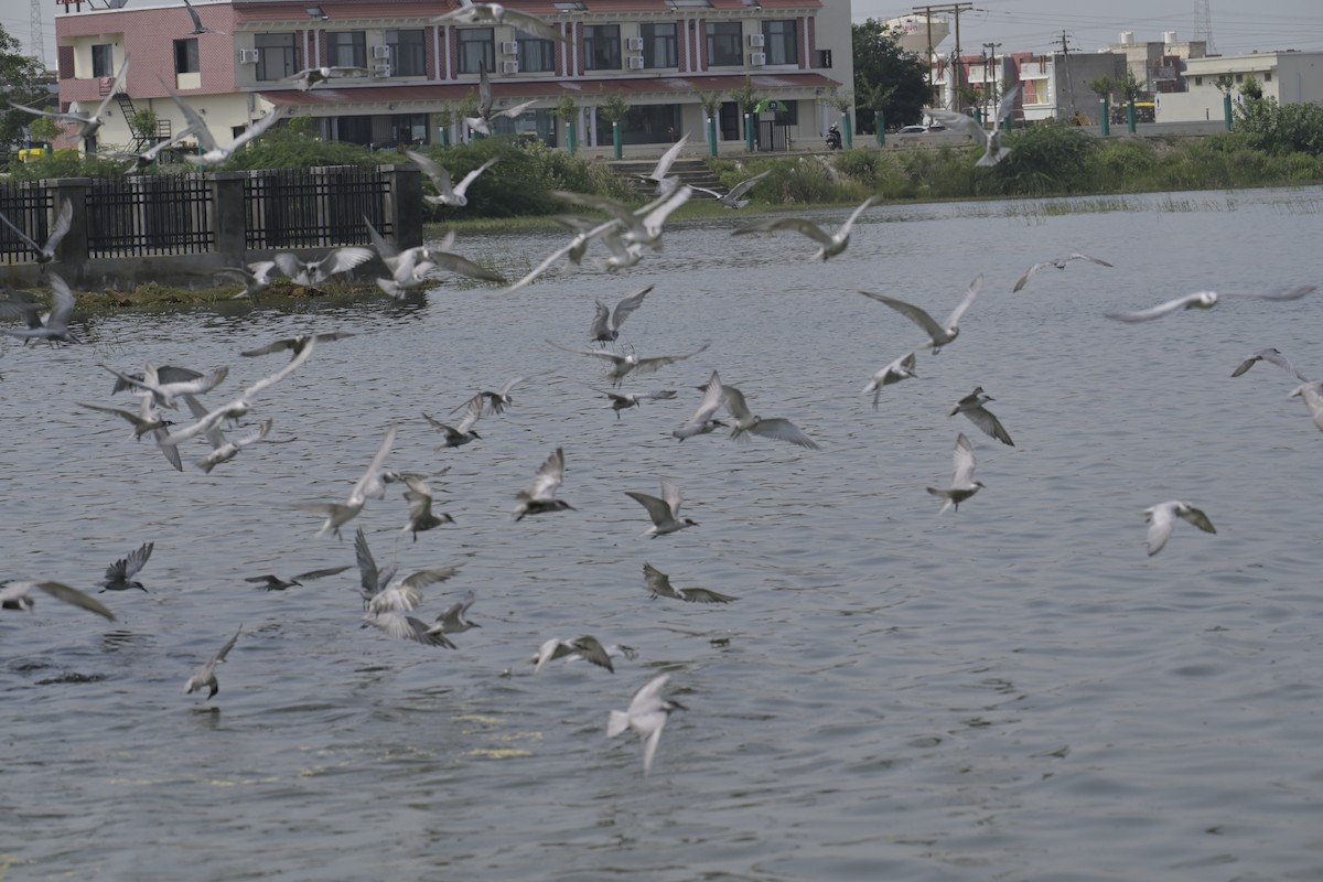 黑腹燕鷗 - ML642848661