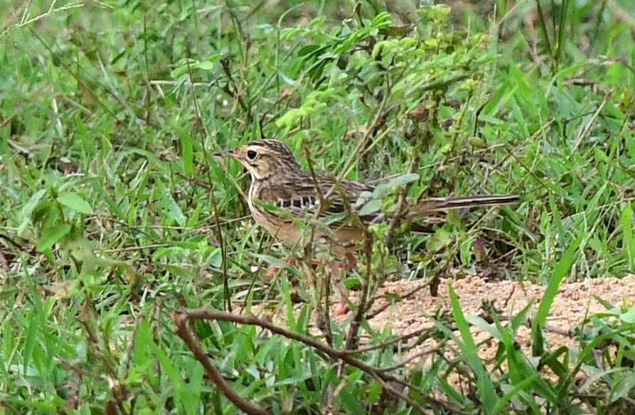 Blyth's Pipit - ML642848664