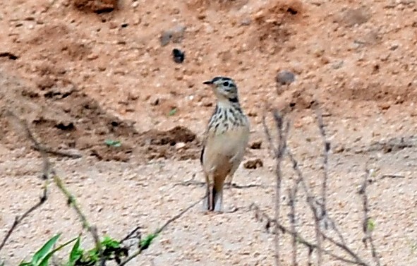 Blyth's Pipit - ML642848665