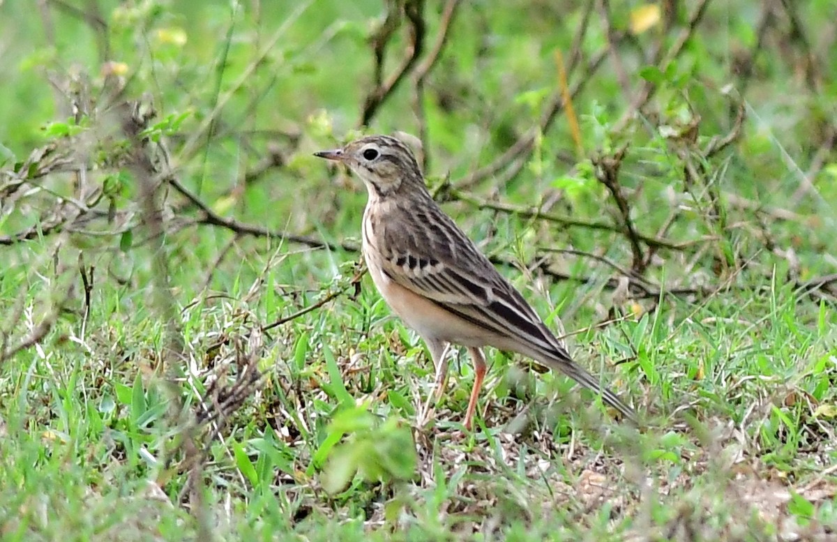 Blyth's Pipit - ML642848667
