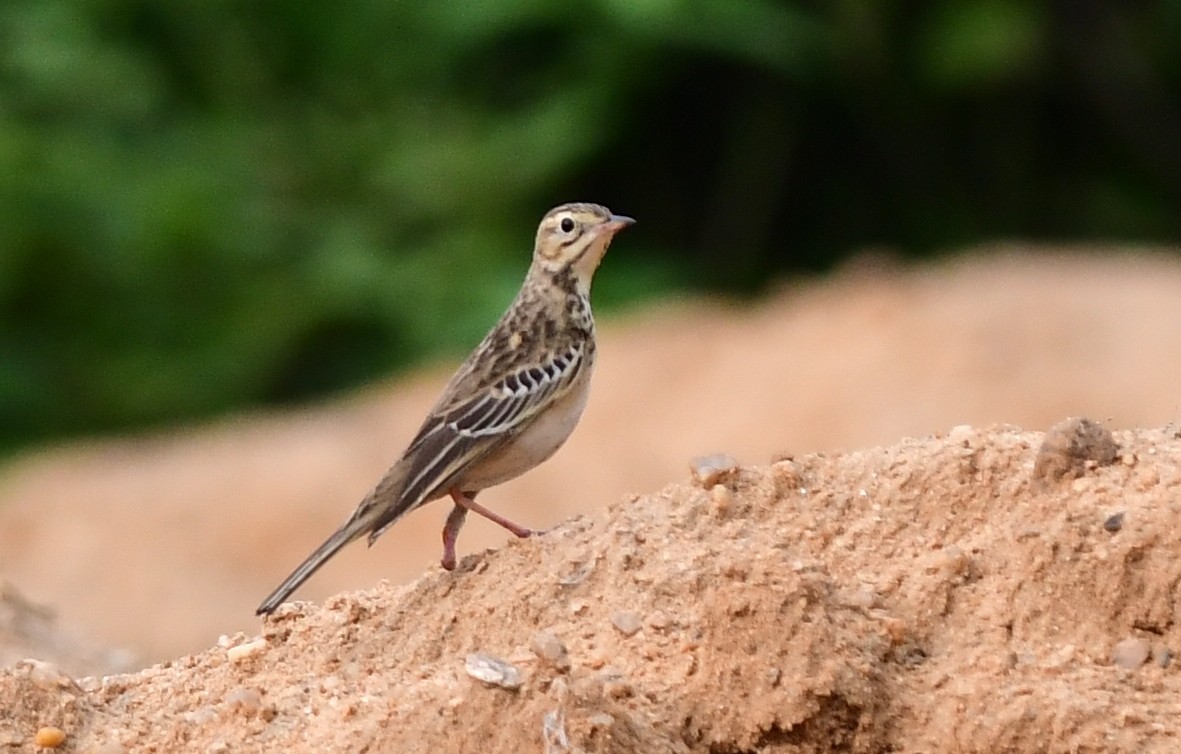 Blyth's Pipit - ML642848668