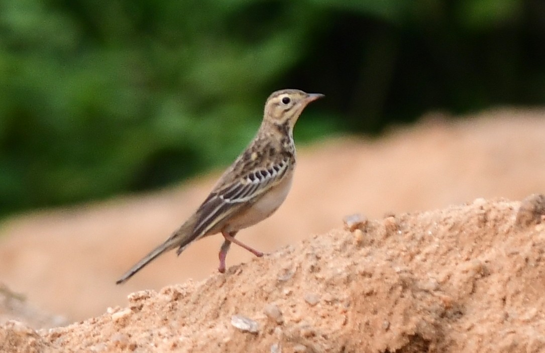Blyth's Pipit - ML642848669