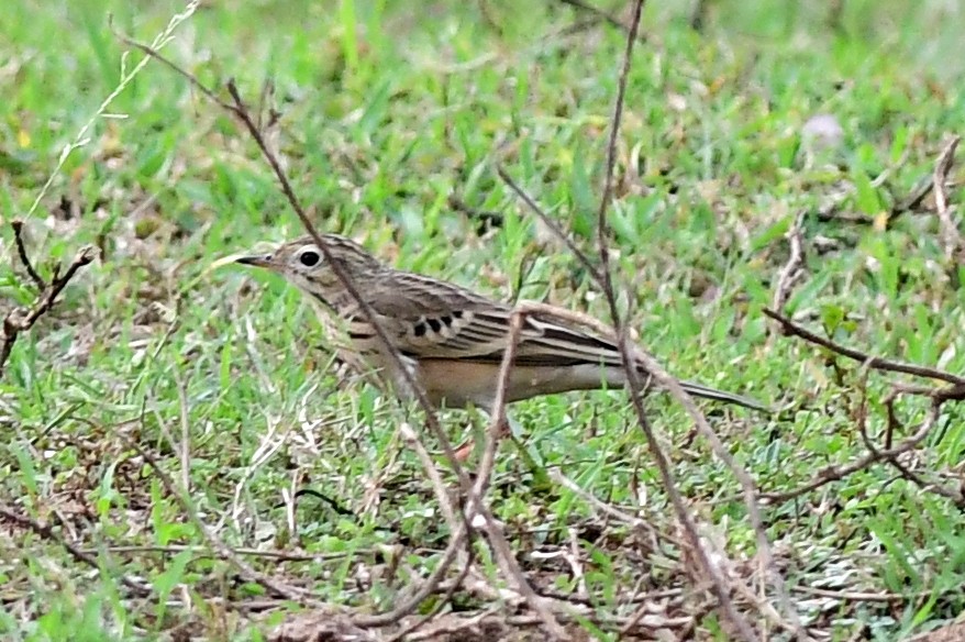 Blyth's Pipit - ML642848670