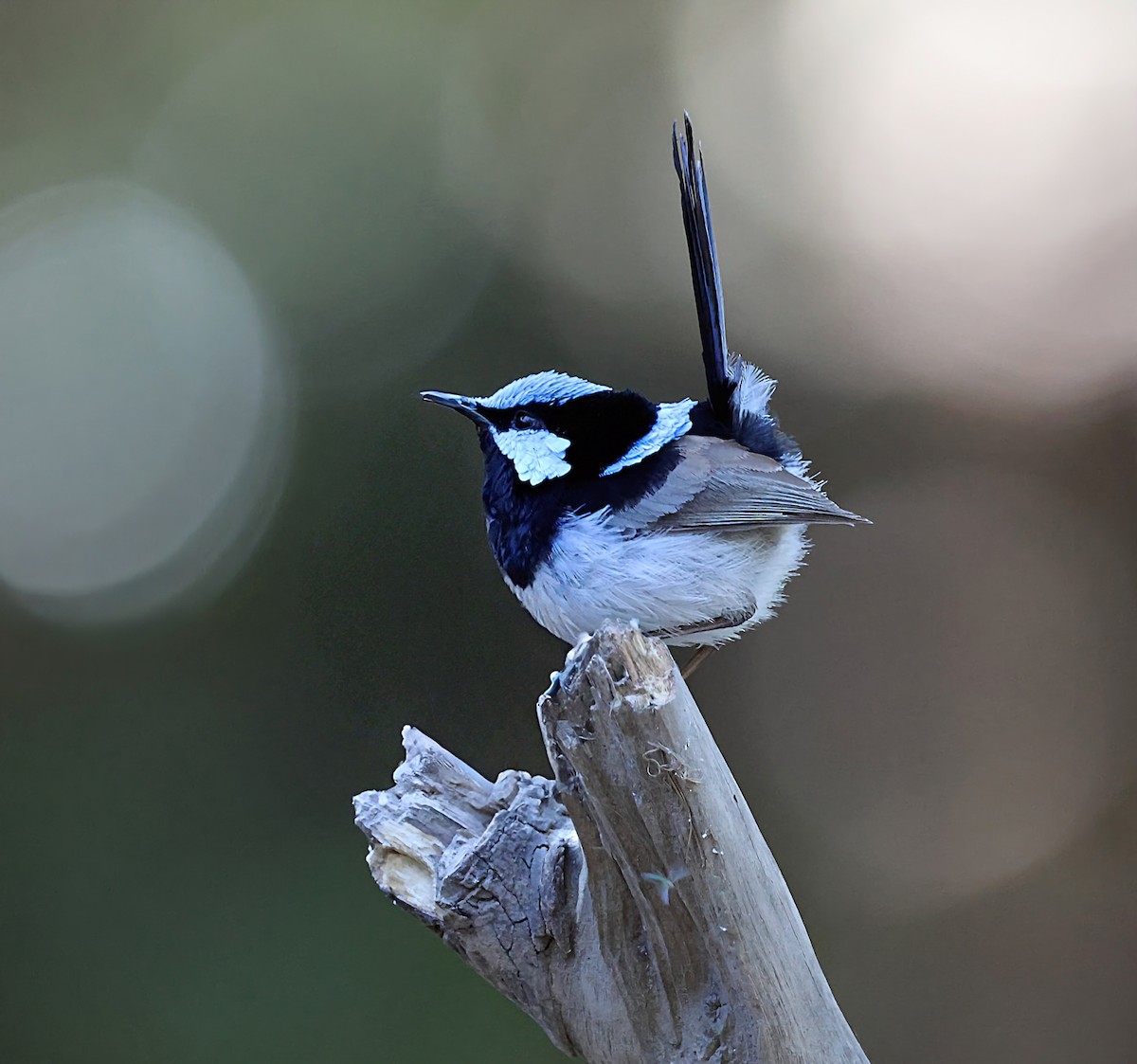 Superb Fairywren - ML642848671