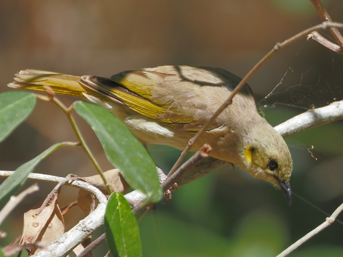 Fuscous Honeyeater - ML642848676