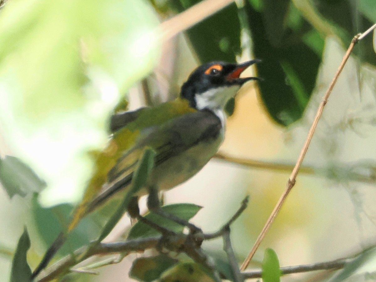White-naped Honeyeater - ML642848677