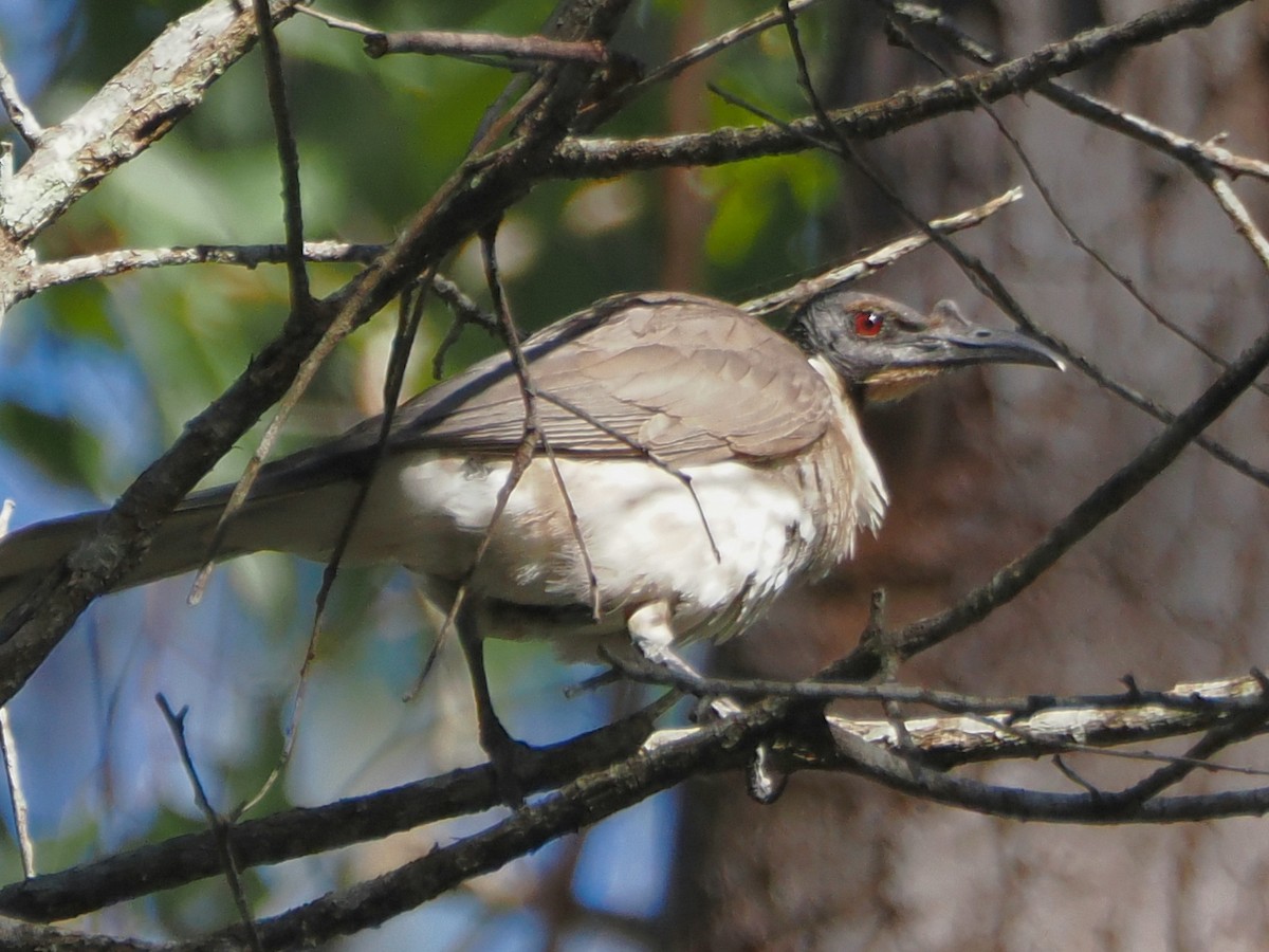 Noisy Friarbird - ML642848678